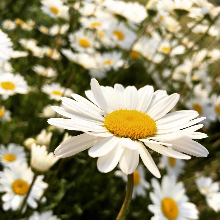B&B Puur Drenthe Elp Dış mekan fotoğraf